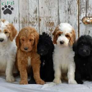 Ashley, Goldendoodle Puppy